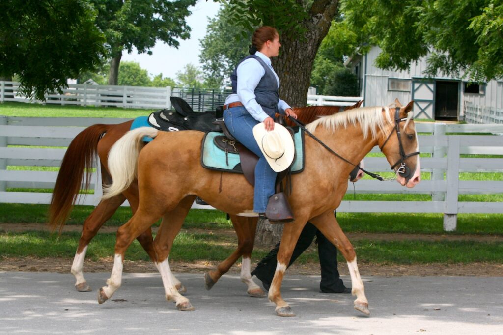 A palomino Saddle Horse