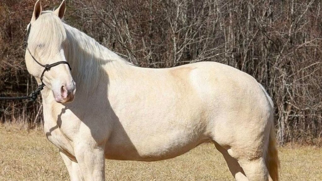 American Cream Draft Horse