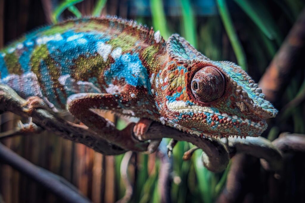 Panther Chameleon