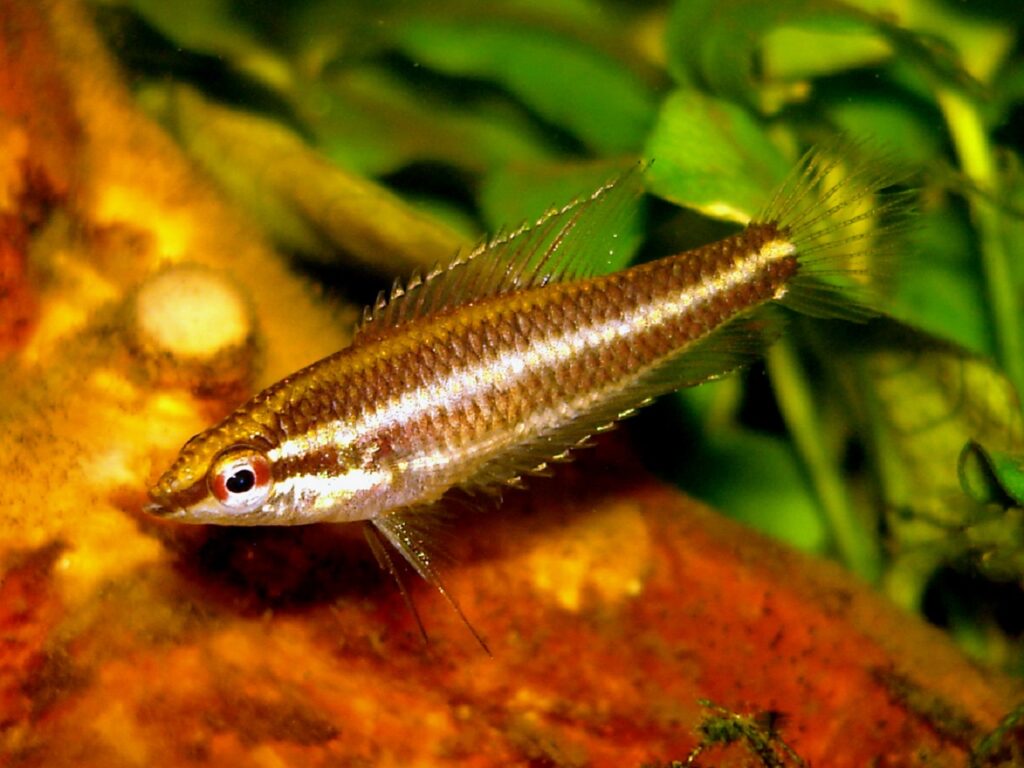 licorice gourami