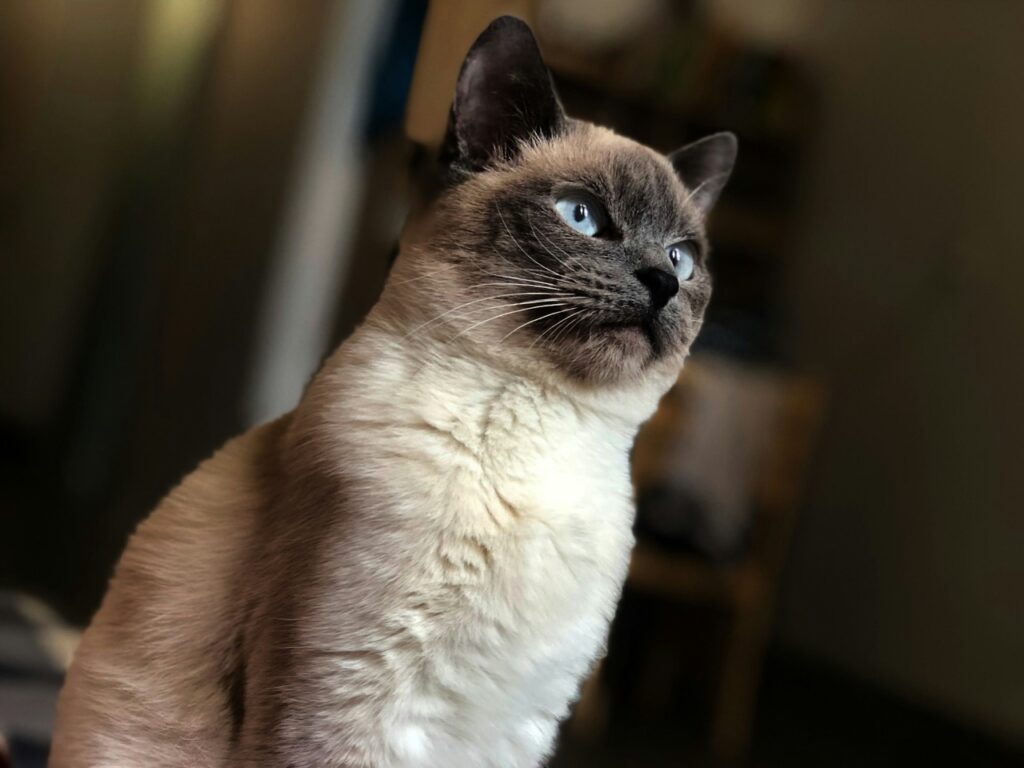 Siamese cat