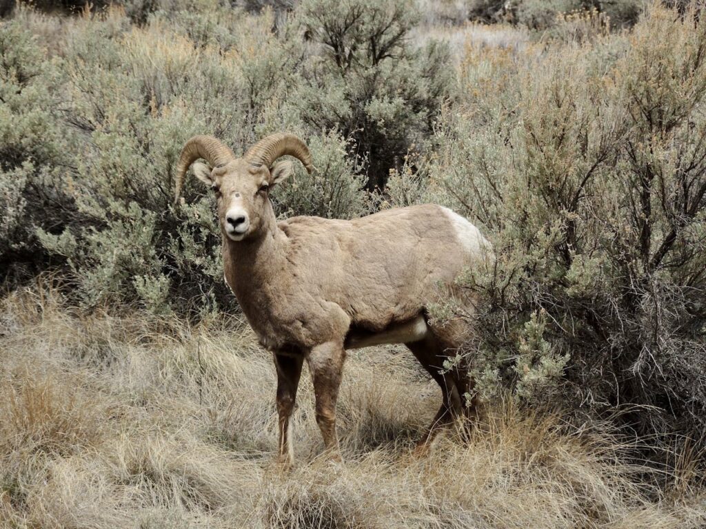Sierra Nevada Bighorn Sheep