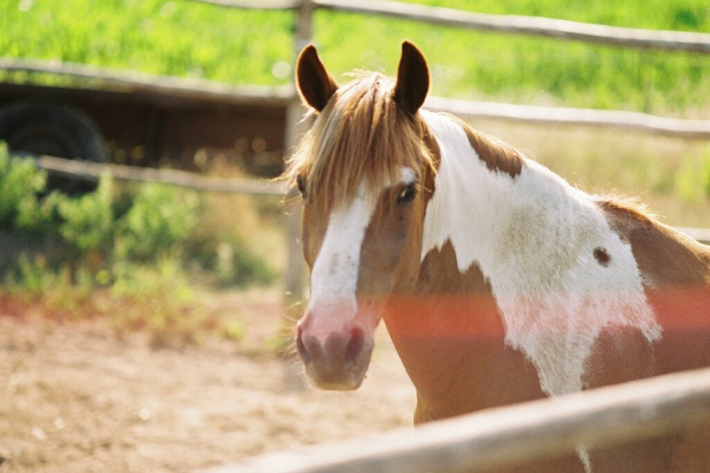 Closeup of Horse