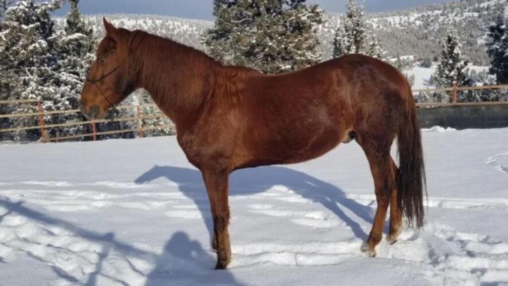 Brown Paso Fino horse standing in a snowy paddock.