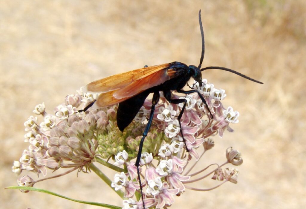 Male tarantula hawk at Grant Ranch County Park