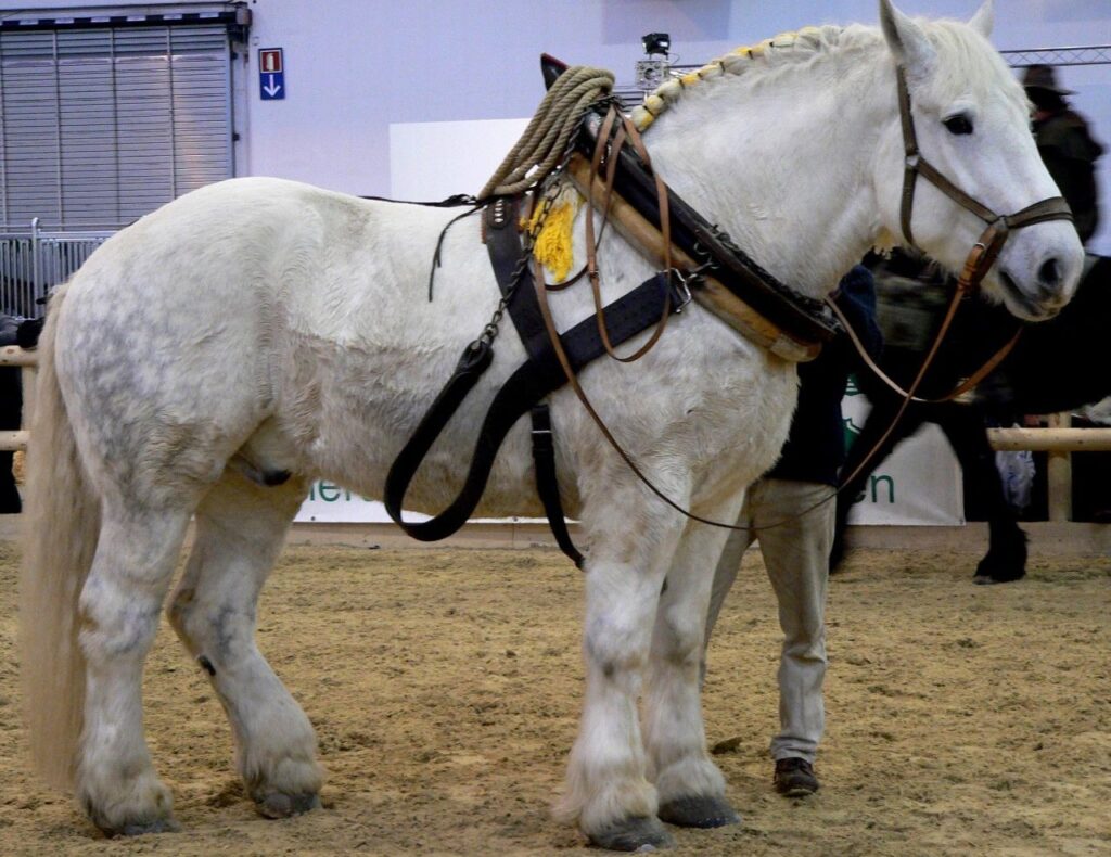 Percheron