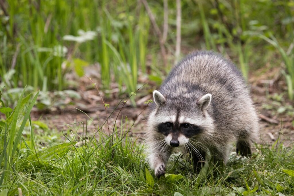 Racoon