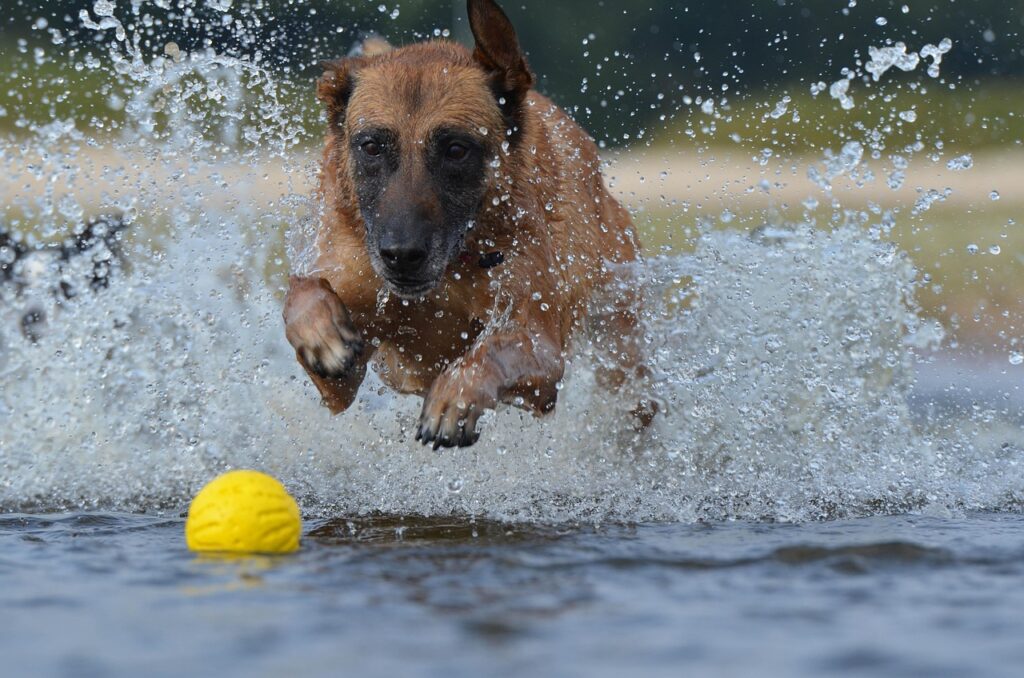 Belgian Malinois playing fetch in water