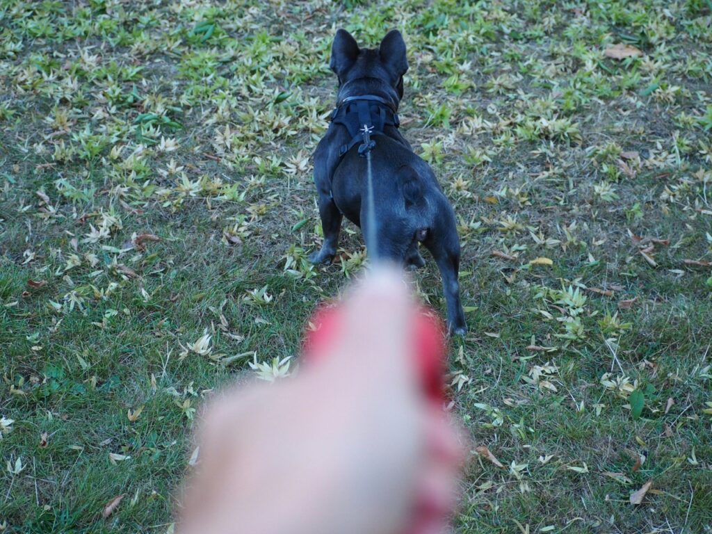 Dog leash control