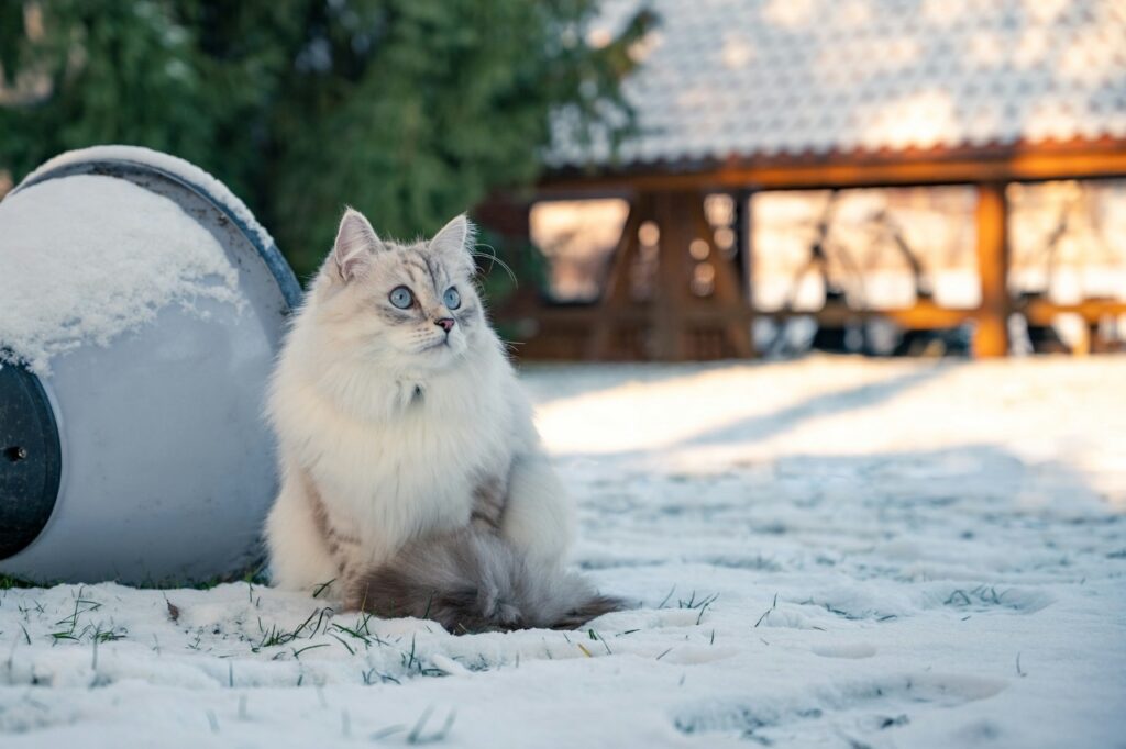 Siberian cat