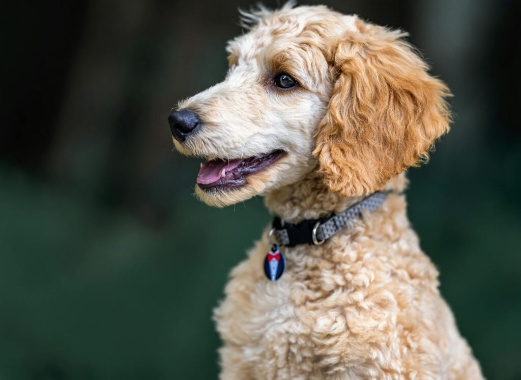 Poodle