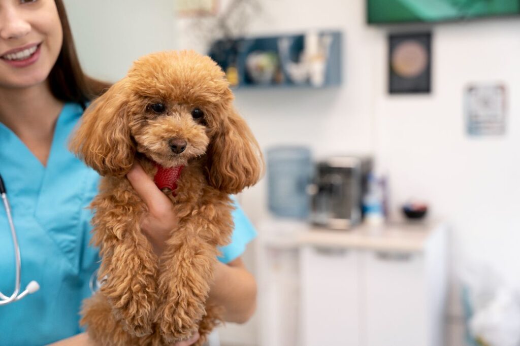 Poodle at Vet
