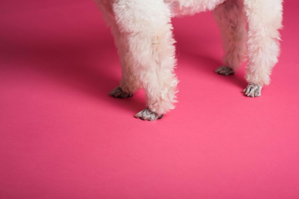 Poodle fur