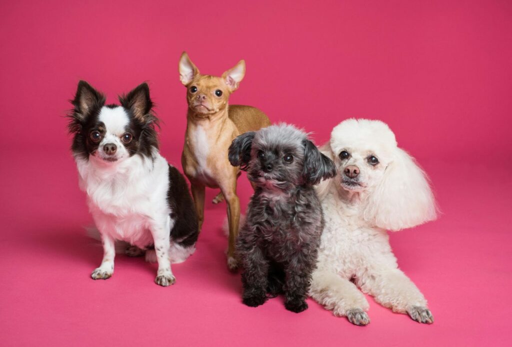 Poodle with other dogs