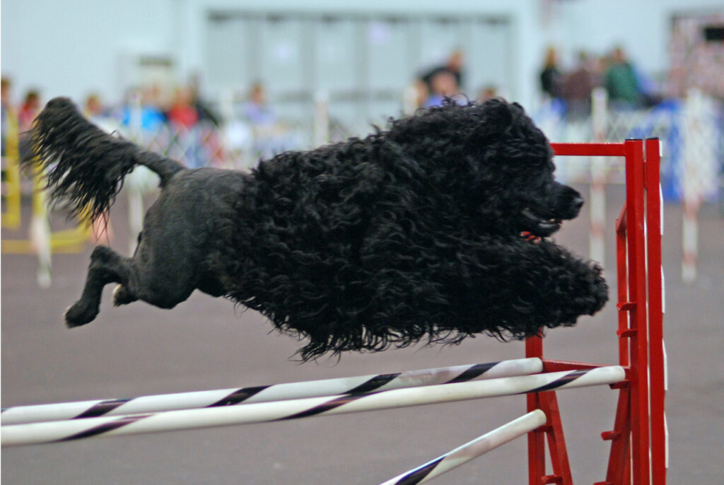 Portuguese water dog