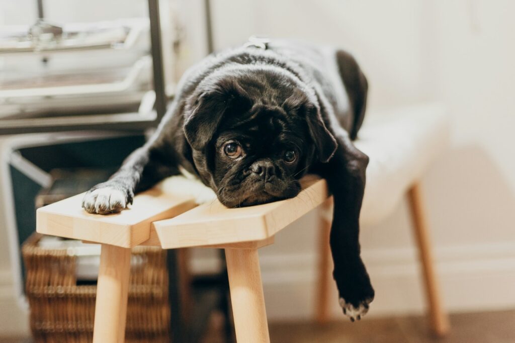 Pug lazy