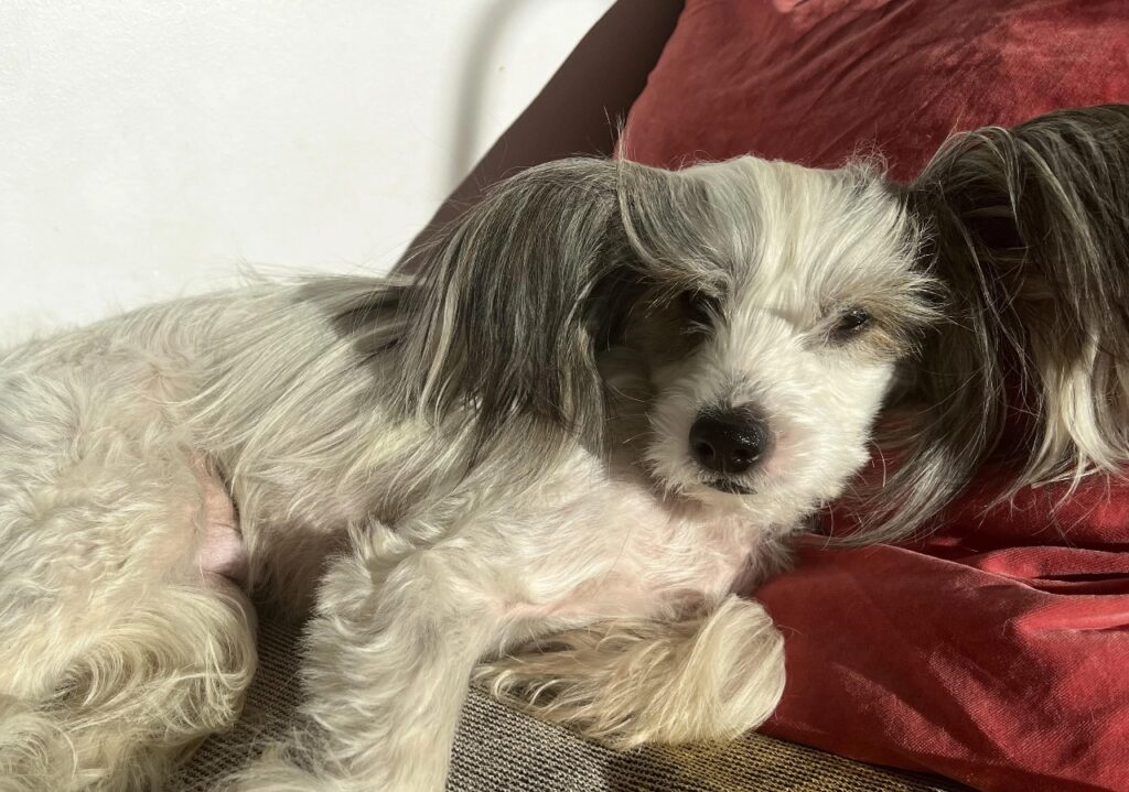 Chinese Crested