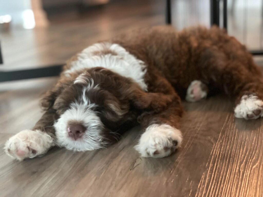 portugese water dog
