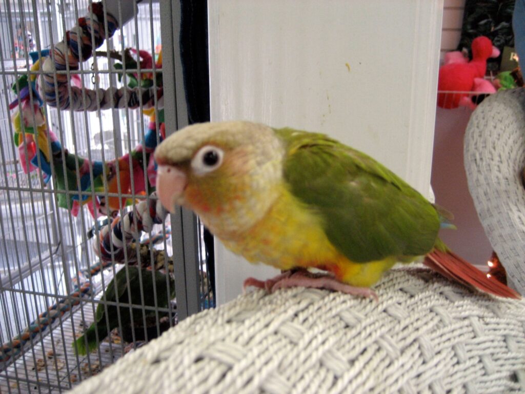 Green-cheeked Conure
