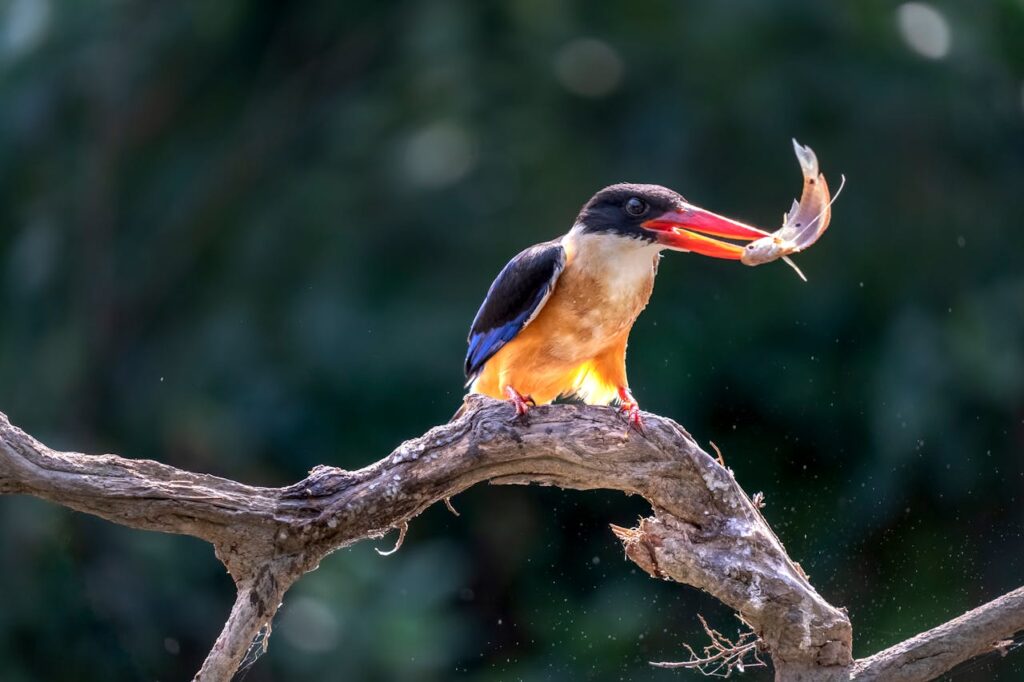 Kingfisher eating fish