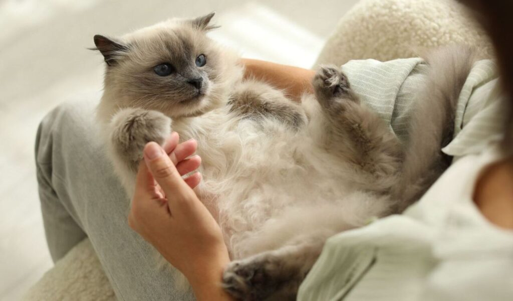 A relaxed Ragdoll cat lying on its back in a person's arms.