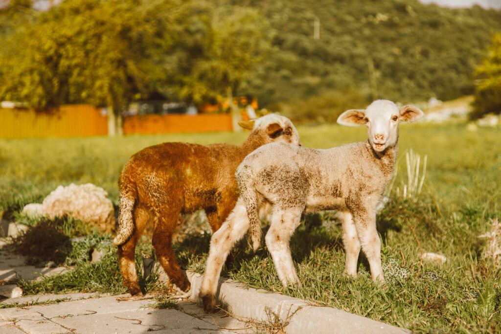 Dirty Lamb on Green Grass