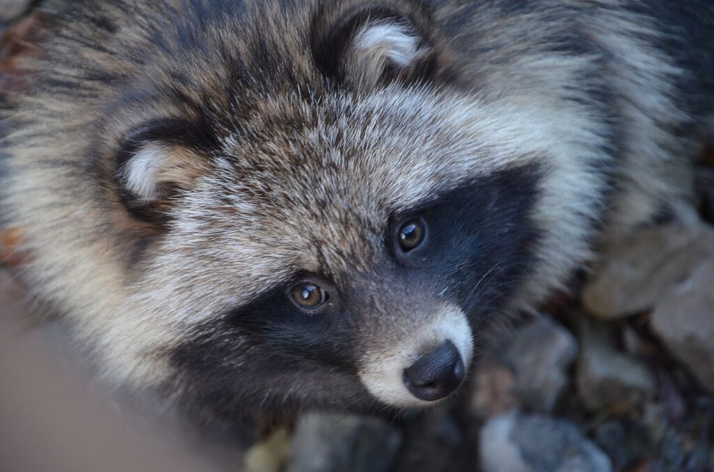 Racoon Dog