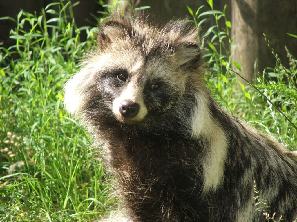 Racoon Dog