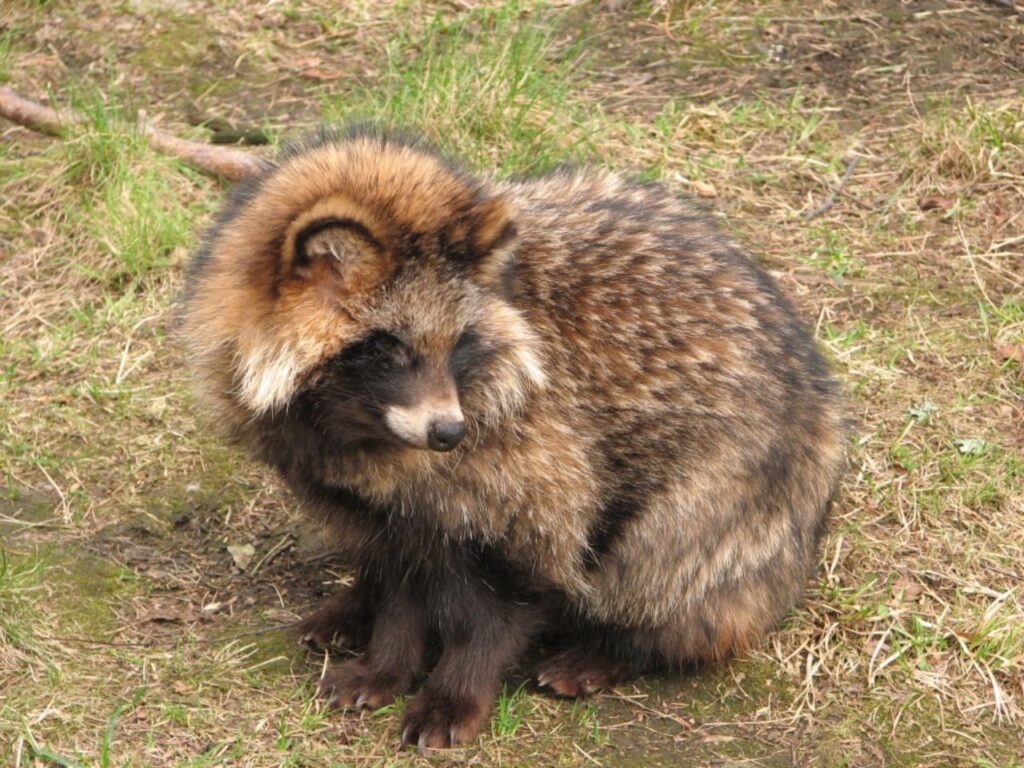 Racoon Dog