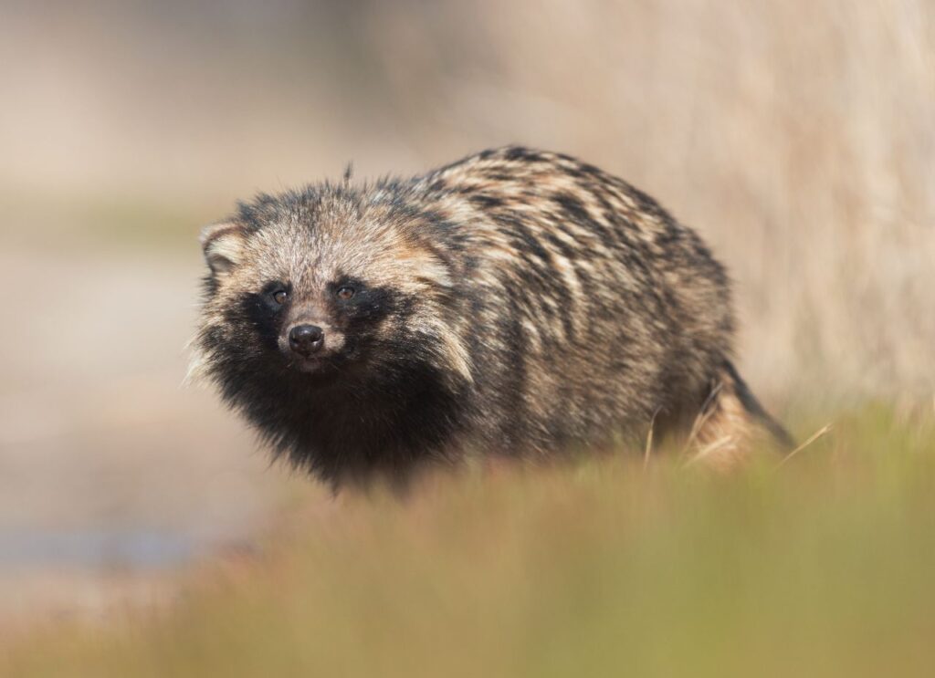 Racoon Dog