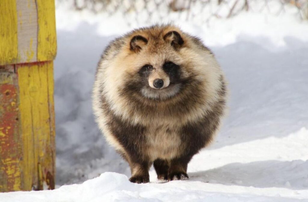 Racoon Dog