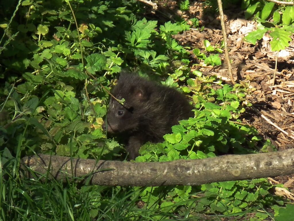 Racoon dog pup