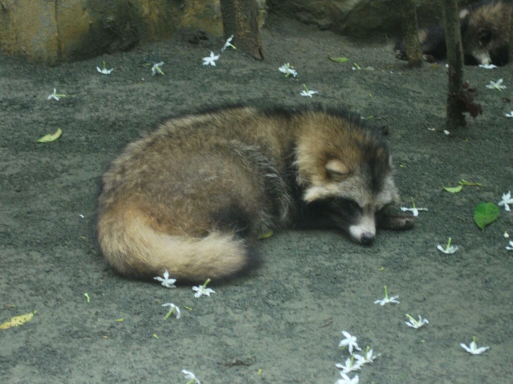 Racoon_dog sleeping