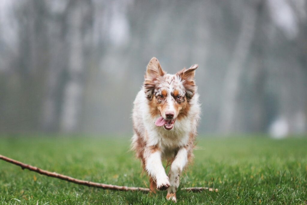 Australian Shepherd