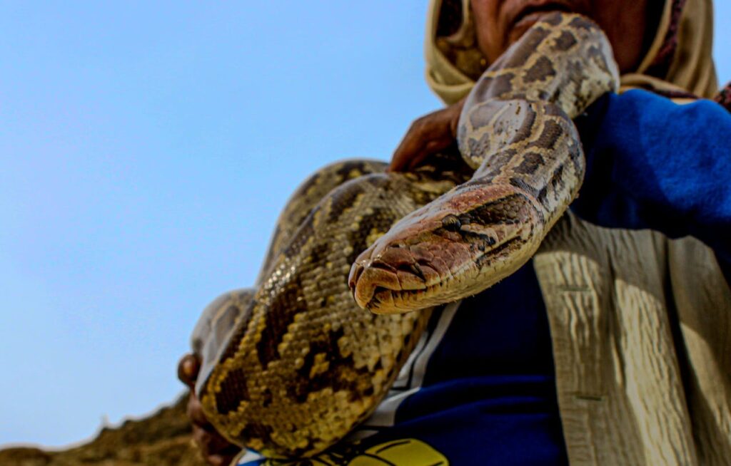Pet snake