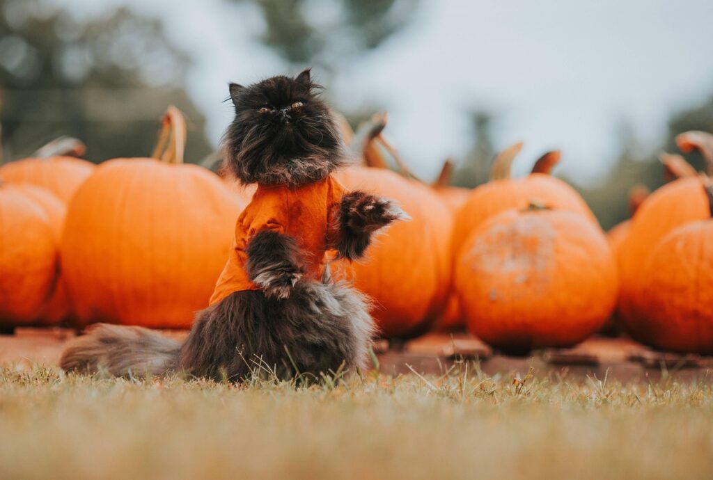 Cat performing a trick in a dress