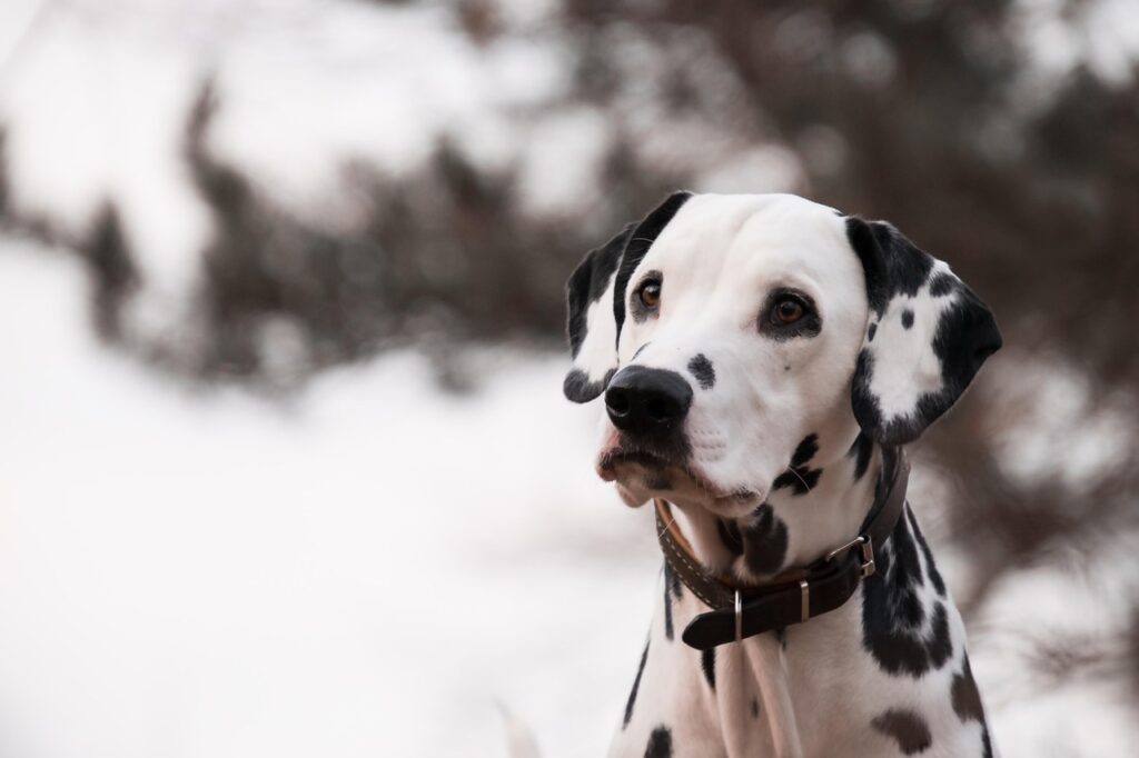 Dalmatian closeup