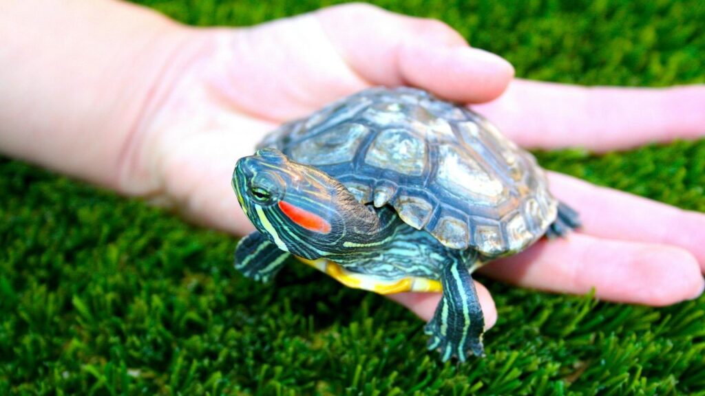 Red-eared slider