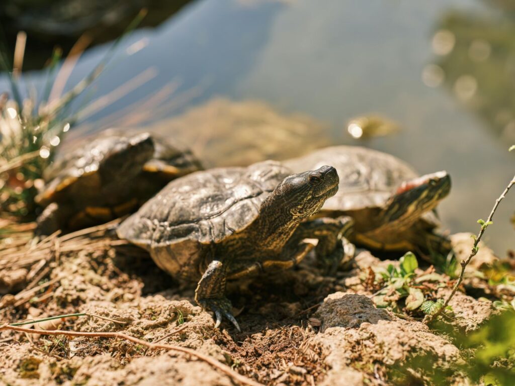 Red-eared slider