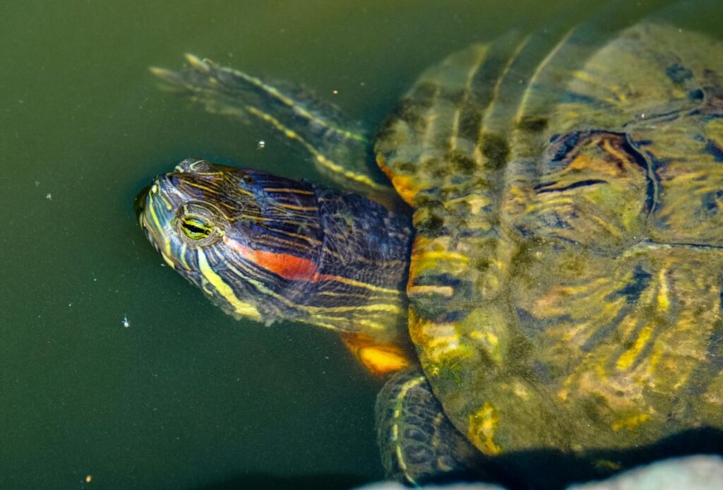 Red-eared slider