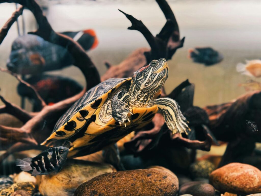 Red-eared slider in aquarium
