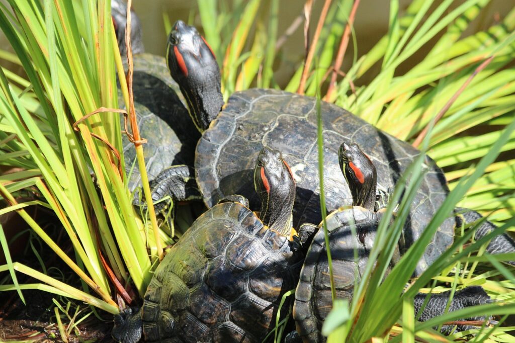 Red-eared sliders navigating their way