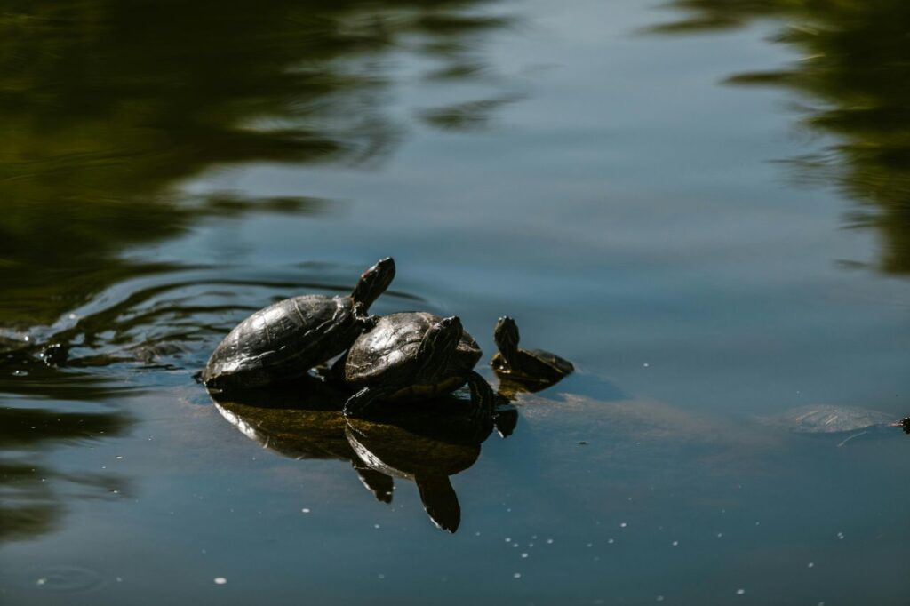 Red-eared sliders family