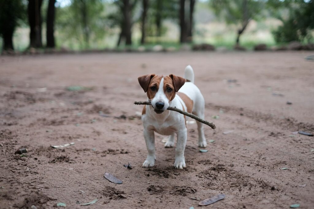 Jack Russel Terrier