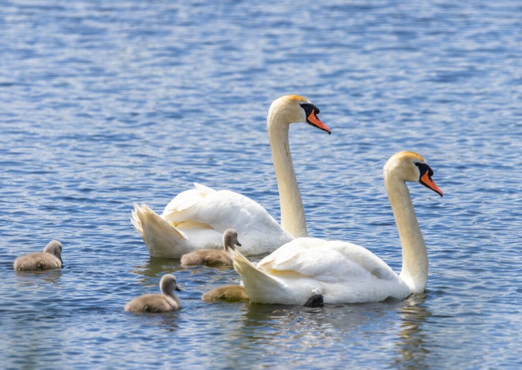 Swans Swimming