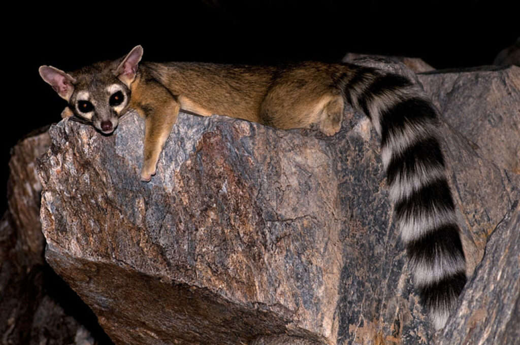 A Ringtail