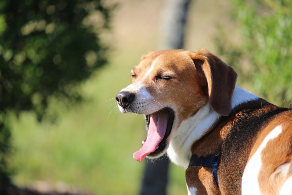 A Beagle yawning