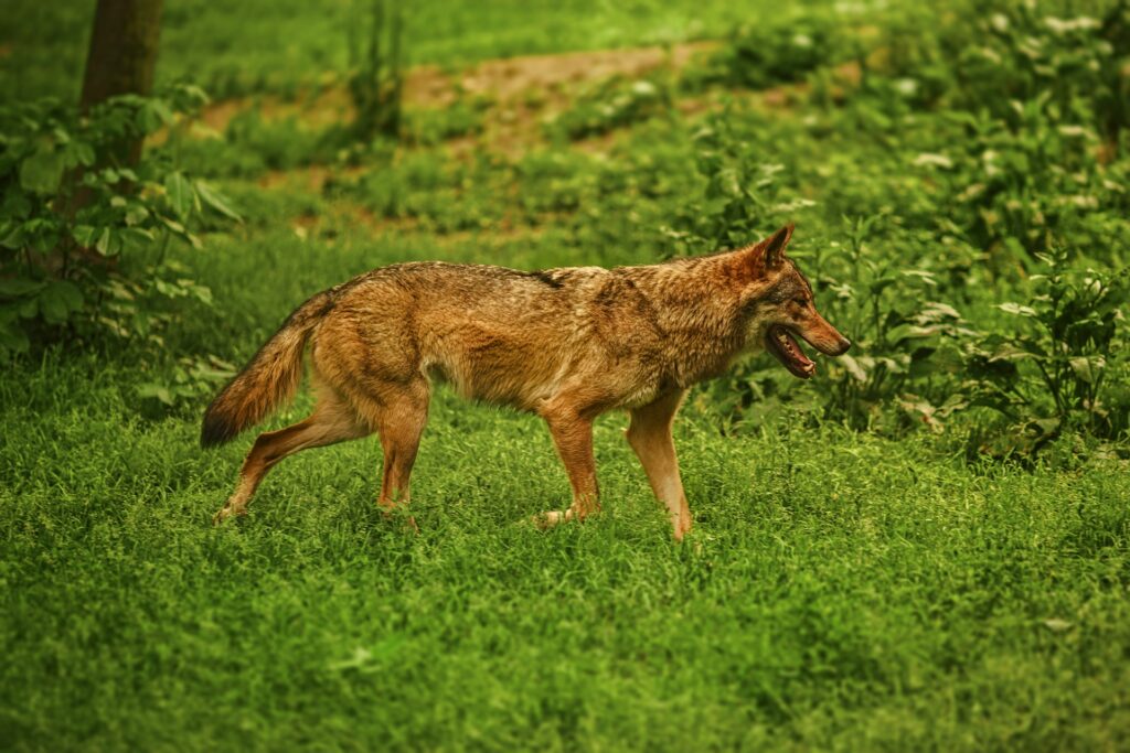 Coyote