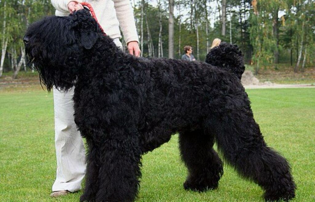 Large Black Russian Terrier standing on grass with a handler holding its leash.