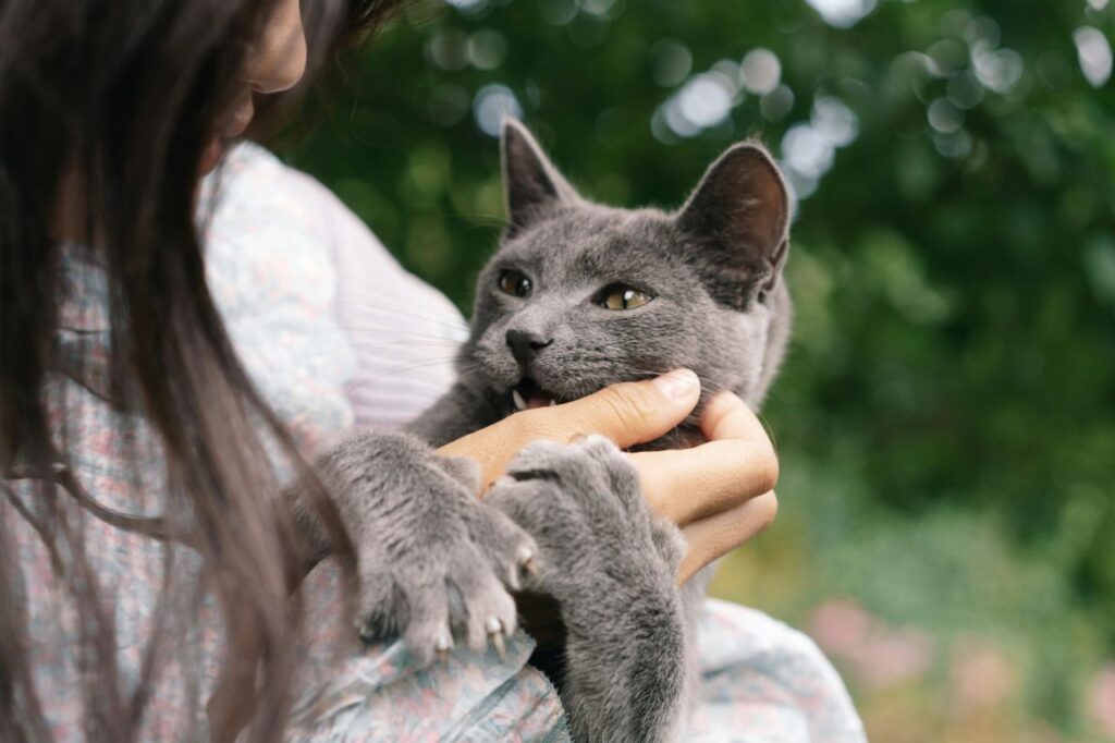 Russian Blue playing